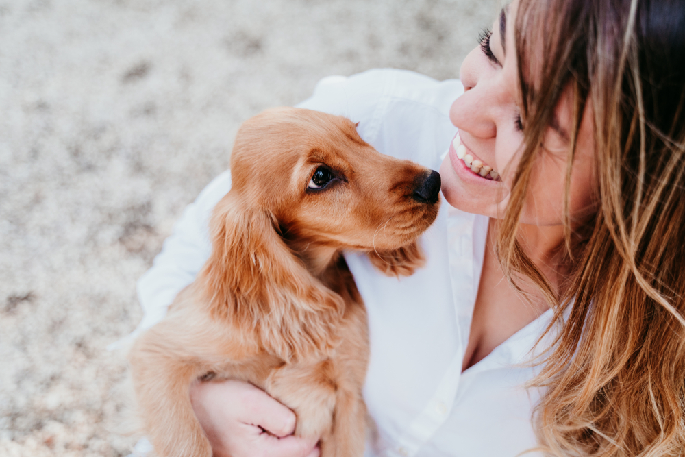 A cute Dachshund puppy you'll forever love giving kisses to new owner.