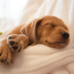 Petland Pembroke Pines picture of cute puppy sleeping in a bed.