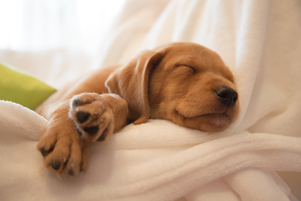 Petland Pembroke Pines picture of cute puppy sleeping in a bed.