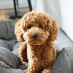 Petland Pembroke Pines picture of adorable Toy Poodle puppy sitting on a dog bed.