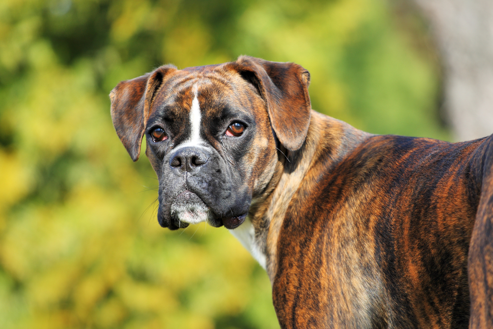 Petland Pembroke Pines picture of a cute and lovable Boxer dog staring at the camera.