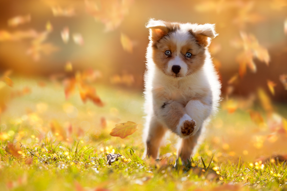 Petland Pembroke Pines picture of cute Australian Shepherd puppy running over a meadow.