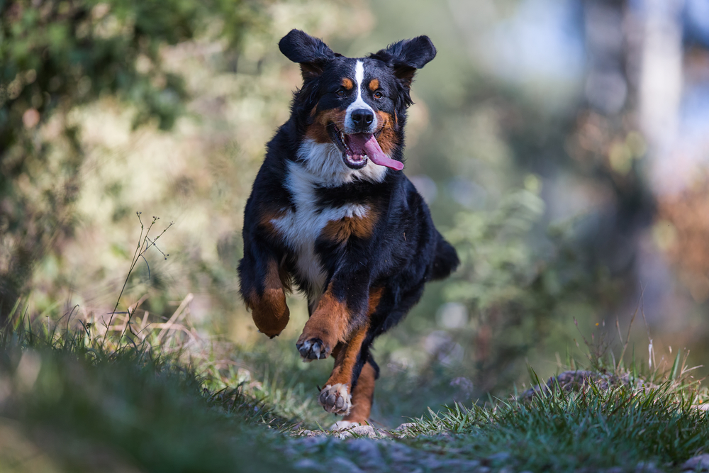Petland Pembroke Pines picture of Bernese Mountain Dog running in a forest.