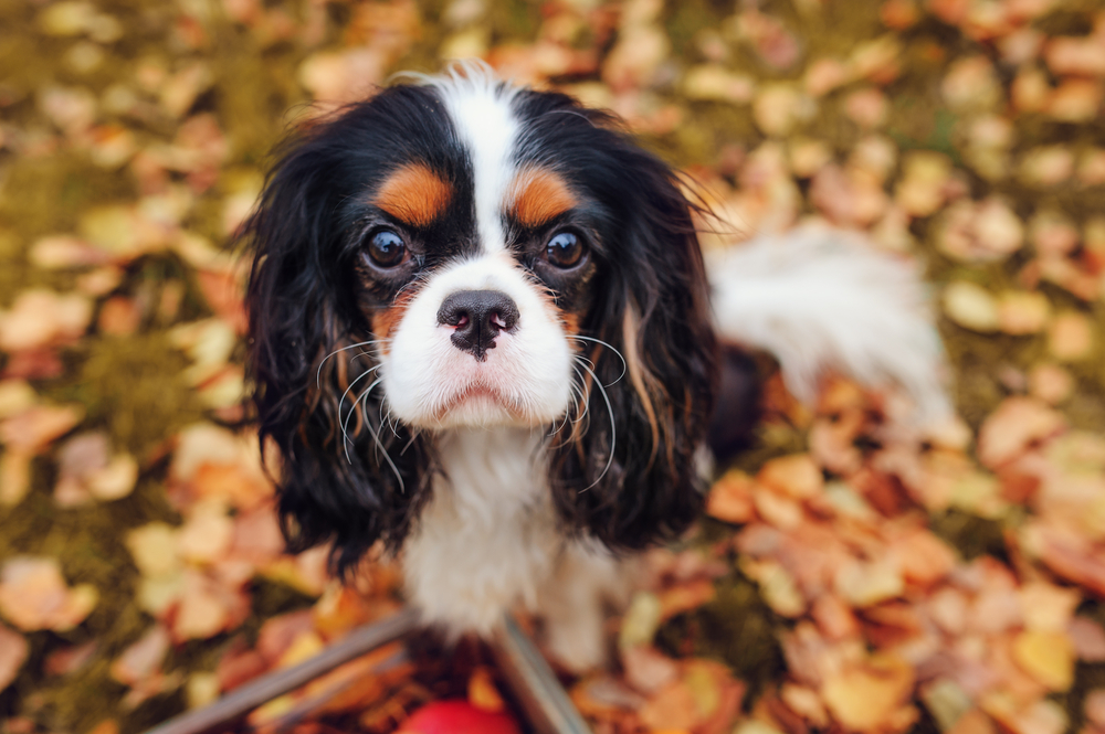 Petland Pembroke Pines picture of a cute Cavalier King Charles Spaniel looking at the camera.