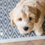 Petland Pembroke Pines picture of a cute Labradoodle puppy looking up at the camera.