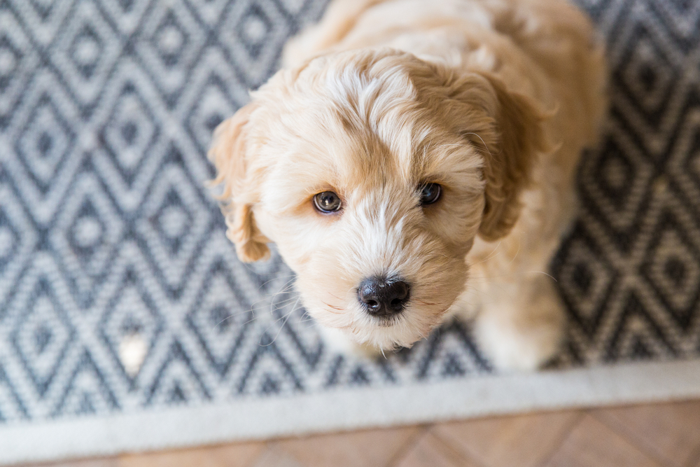Petland Pembroke Pines picture of a cute Labradoodle puppy looking up at the camera.
