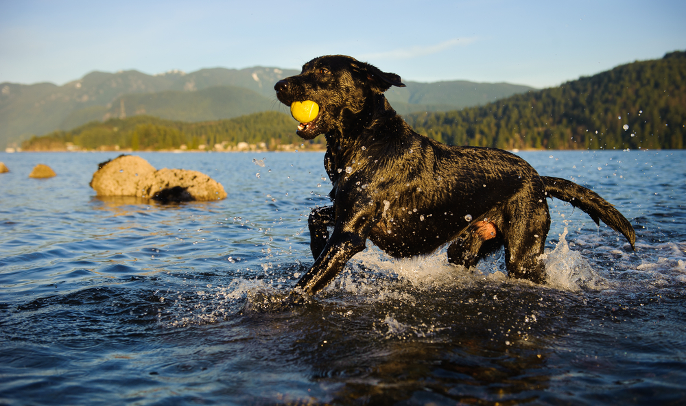 Petland Pembroke Pines picture of Labrador Retriever dog running and fetching ball in the water. 