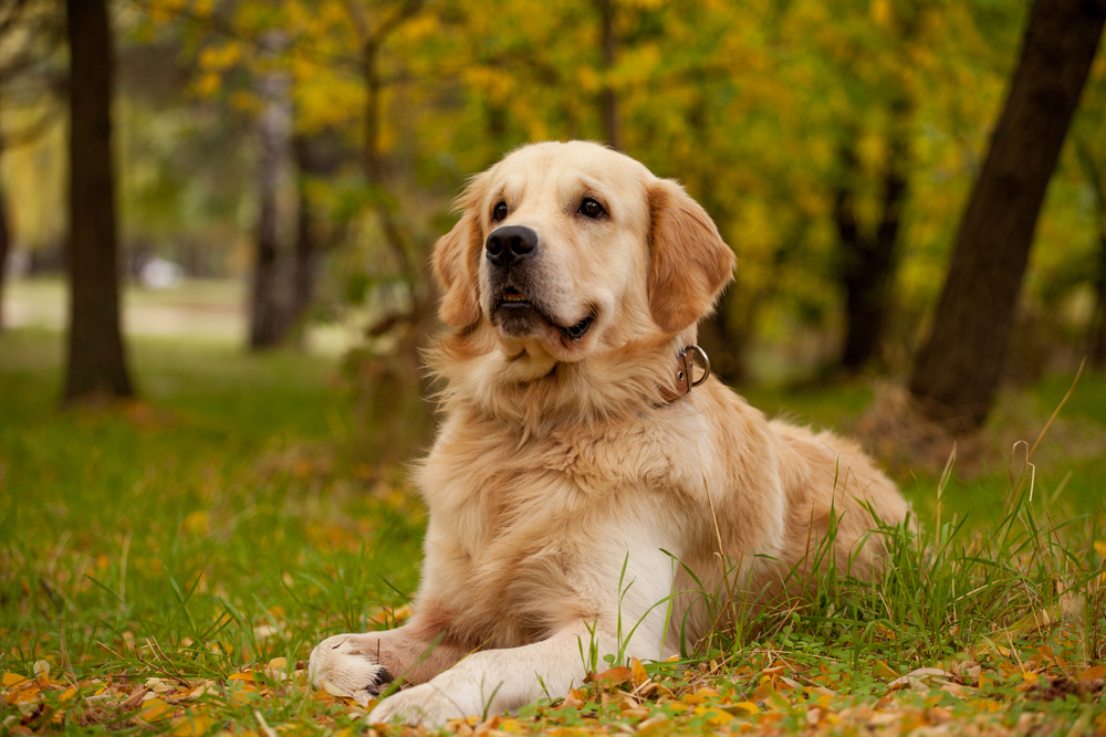 Petland Pembroke Pines picture of a cute Golden Retriever sitting on the grass.