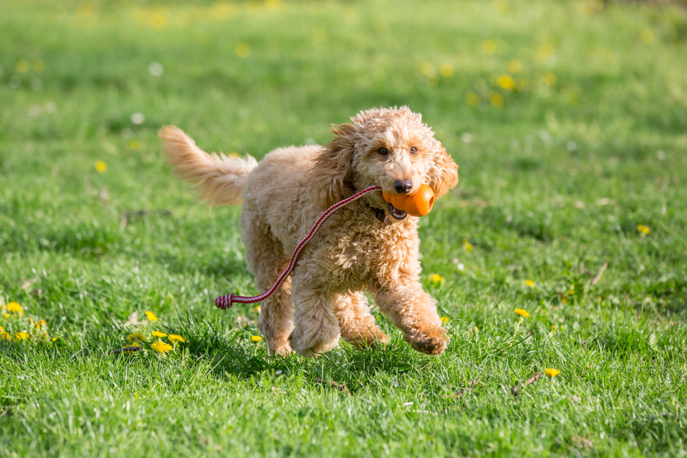 Petland Pembroke Pines picture of a cute Poodle puppy running in a field while holding a ball.