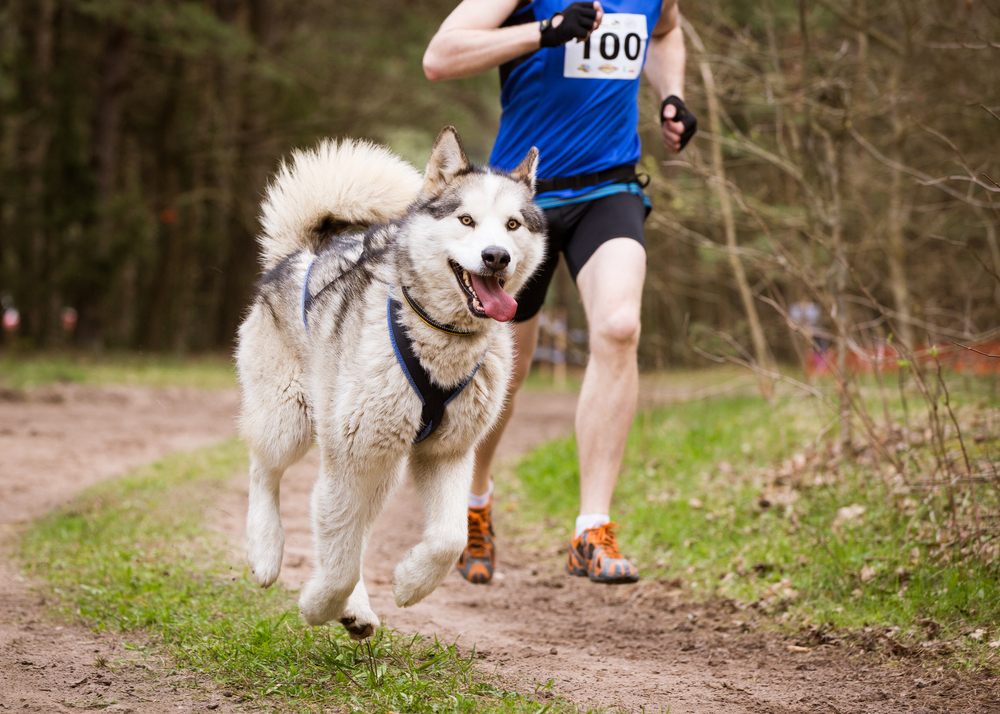 Petland Pembroke Pines picture of Siberian Husky running on a trail with its owner. 