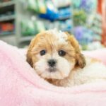 Petland Pembroke Pines picture of a cute Teddy Bear puppy you'll forever love sitting on a pink bed.