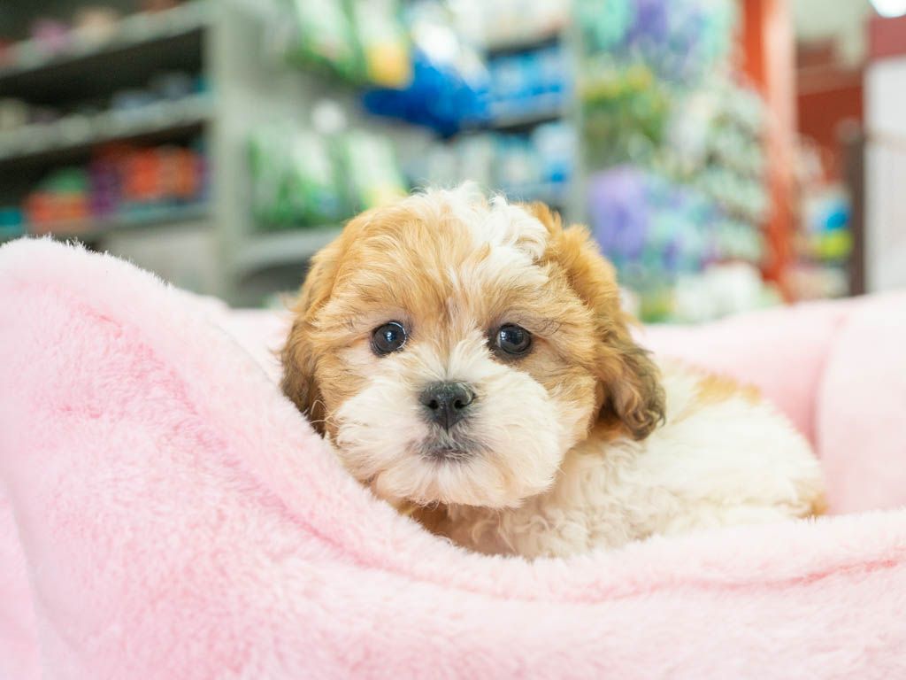 Petland Pembroke Pines picture of a cute Teddy Bear puppy you'll forever love sitting on a pink bed.