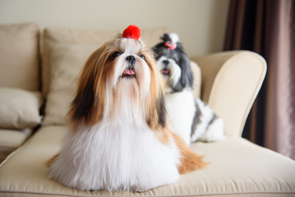 Petland Pembroke Pines picture of 2 adorable Shih Tzu dogs sitting on the couch.