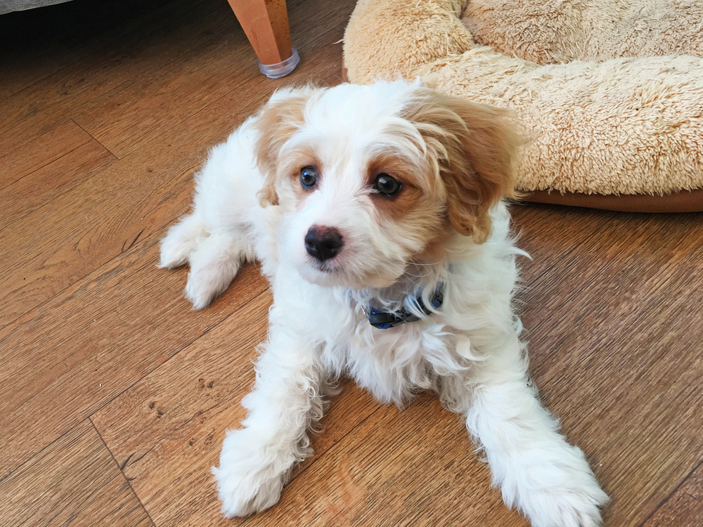Cavachon puppy sitting on a floor with its doggy bed behind it for Petland Pembroke Pines.