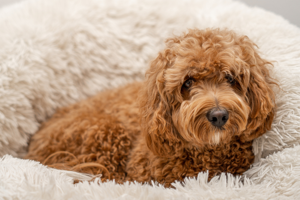 Cavapoo puppy sitting in its bed for Petland Pembroke Pines.