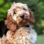 a picture of a cute Cockapoo puppy looking at a camera.