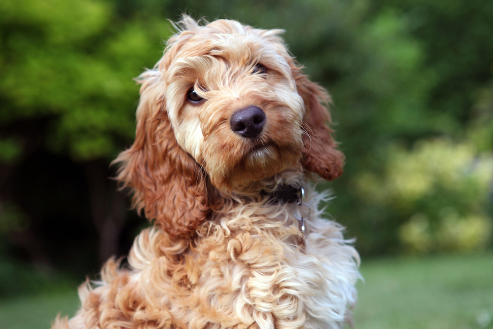 a picture of a cute Cockapoo puppy looking at a camera.
