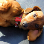 Petland Pembroke Pines picture of Dachshund lying upside down on a mat with a name tag and collar.