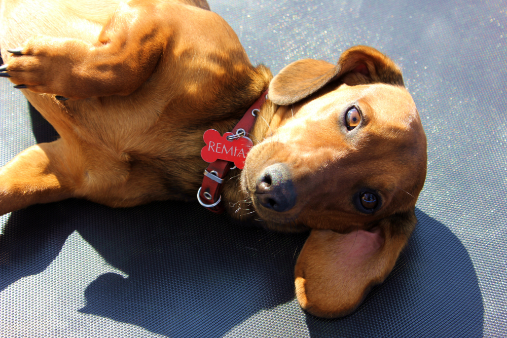 Petland Pembroke Pines picture of Dachshund lying upside down on a mat with a name tag and collar.