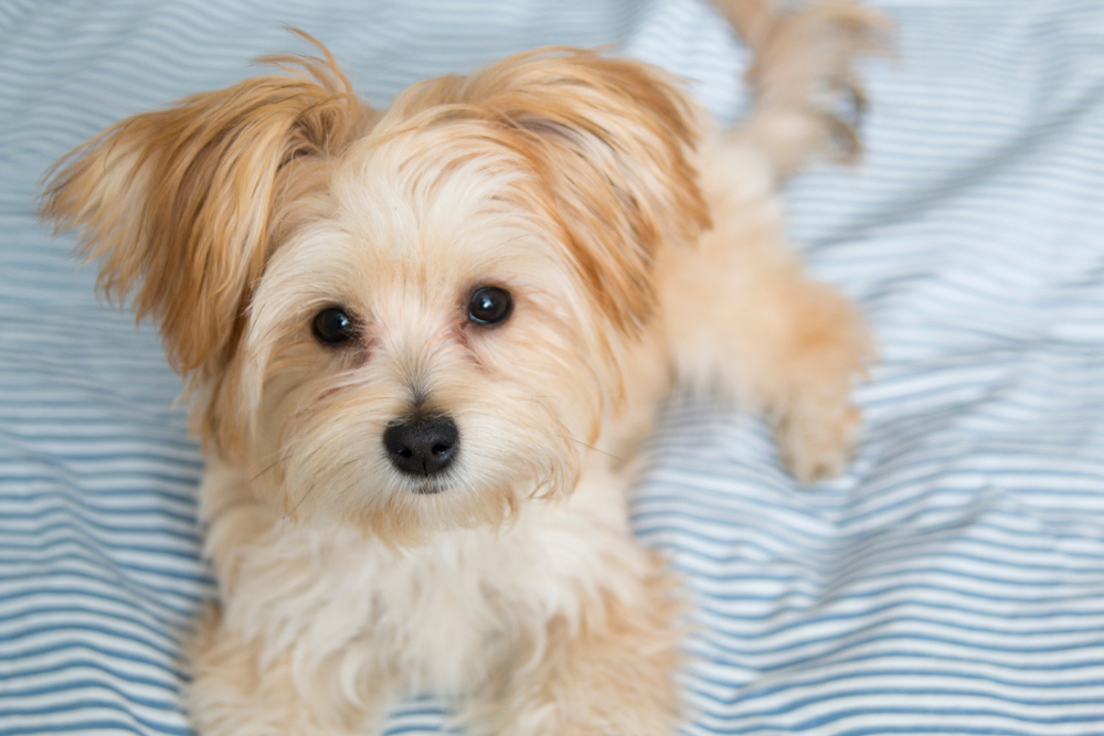 Cute Morkie Poo puppy looking at the camera while sitting on a bed for Petland Pembroke Pines.