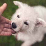 puppy biting a person's hand for Petland Pembroke Pines.