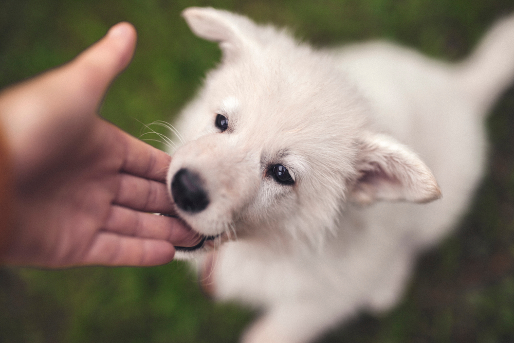 puppy biting a person's hand for Petland Pembroke Pines.