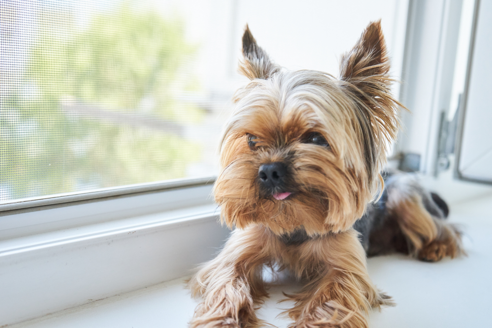 Petland Pembroke Pines picture of Yorkshire Terrier dog sitting next to a window.