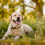 A happy, healthy, and smiling Labrador Retriever puppy you'll forever love sitting on a grassy field.
