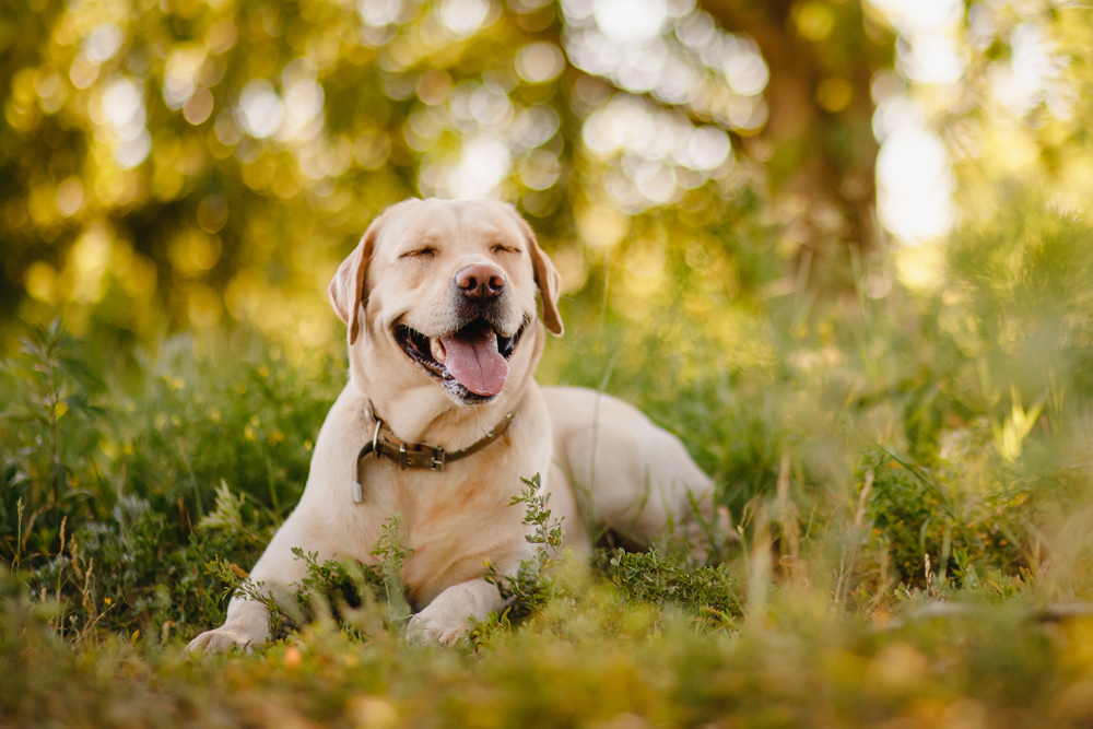 A happy, healthy, and smiling Labrador Retriever puppy you'll forever love sitting on a grassy field.