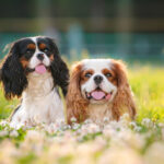 two adorable Cavalier King Charles Spaniels sitting in a flower field for Petland Pembroke Pines.