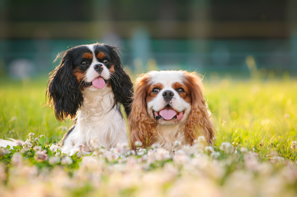 two adorable Cavalier King Charles Spaniels sitting in a flower field for Petland Pembroke Pines.
