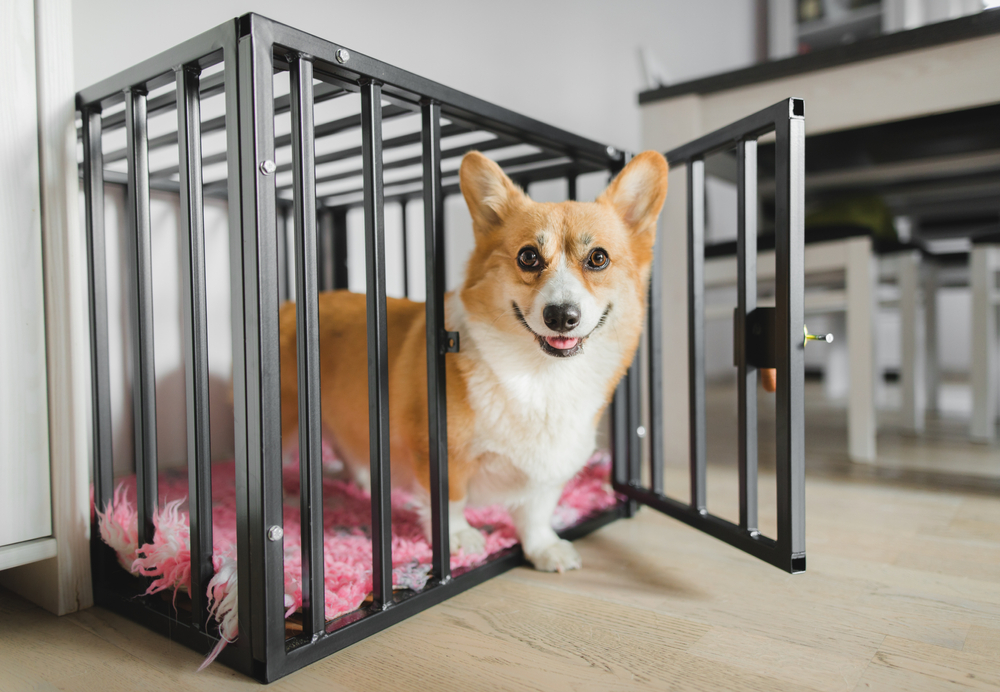 Pembroke Welsh Corgi puppy coming out from a dog crate.