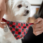 pet owner putting a collar with an name tag on a cute Maltese puppy.