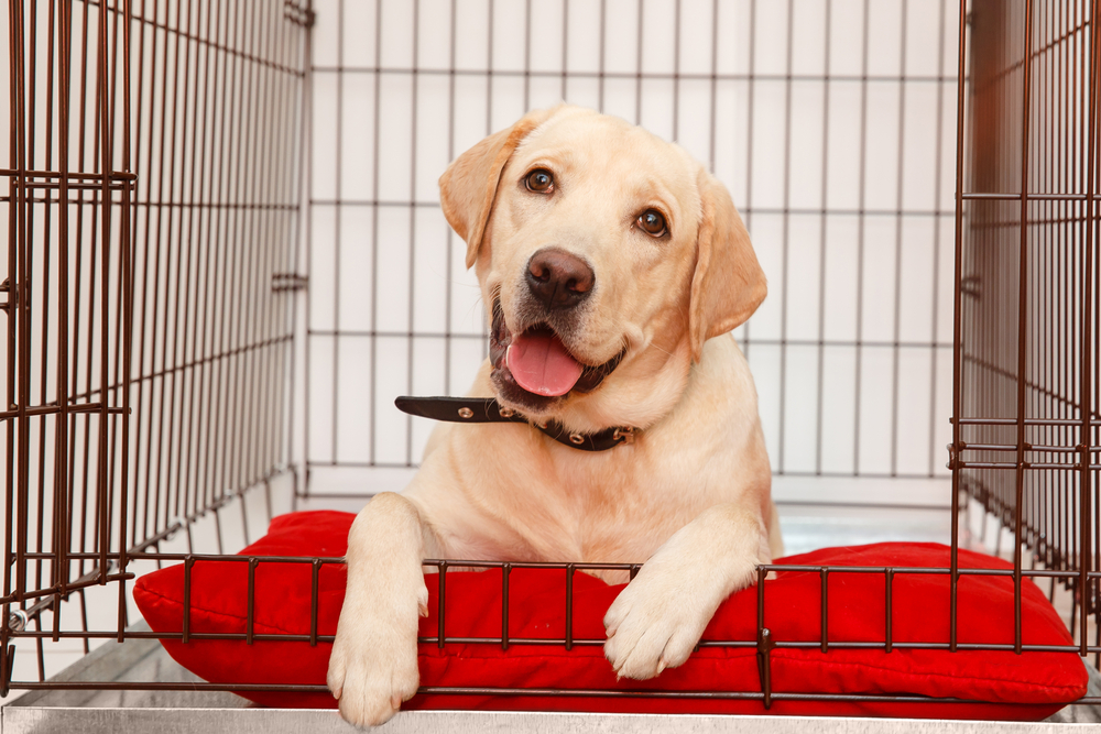 Labrador Retriever puppy laying on a red pillow inside a wire metal dog crate.