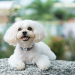 Shih Poo puppy resting on a rock.