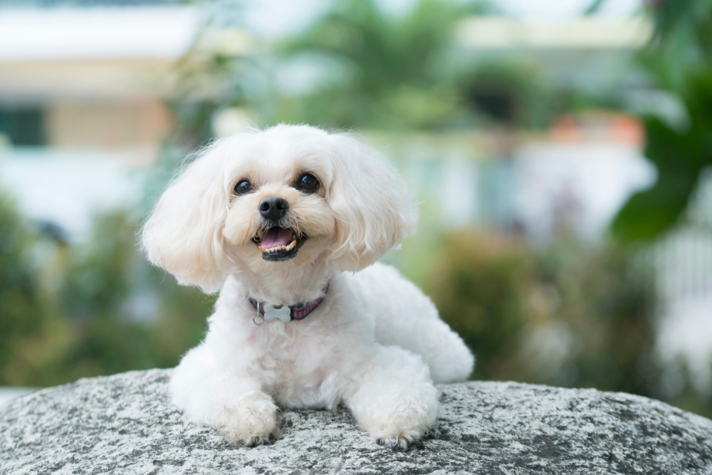 Shih Poo puppy resting on a rock.