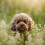 cute miniature poodle sitting on the grass.