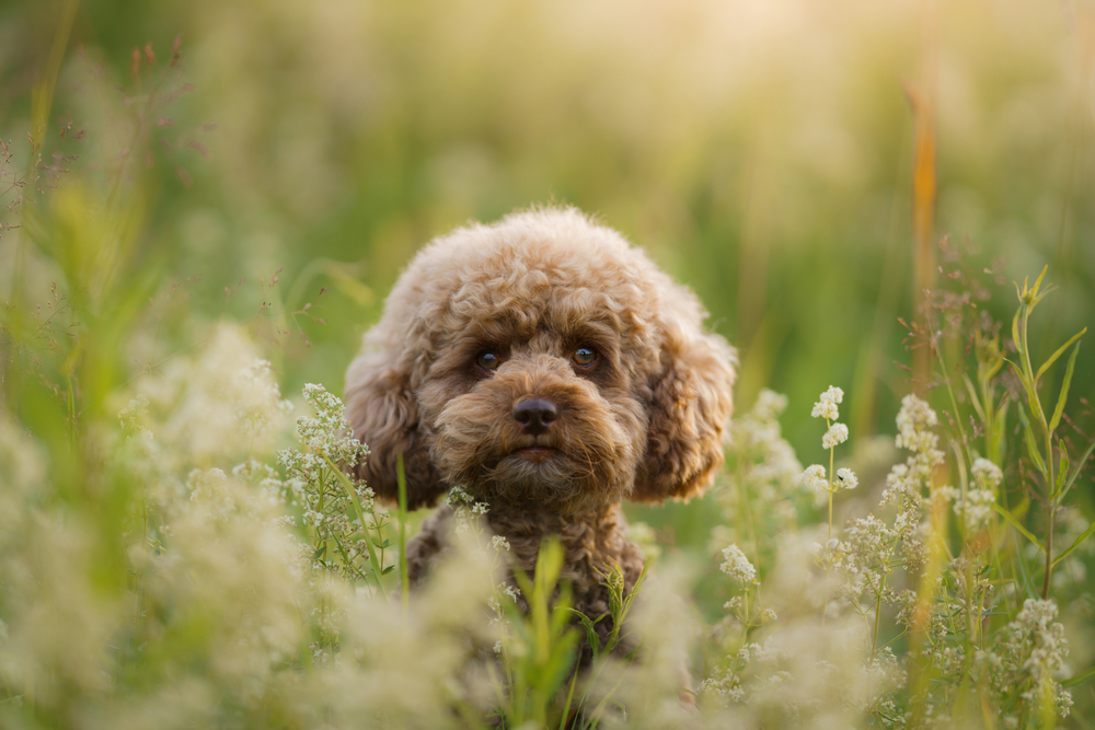 cute miniature poodle sitting on the grass.
