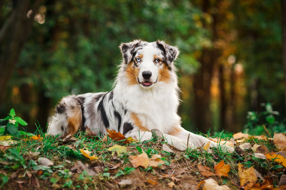 cute merle Australian shepherd laying on autumn leaves.

