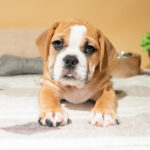 Beabull puppy you'll forever love looking at the camera while sitting a rug.
