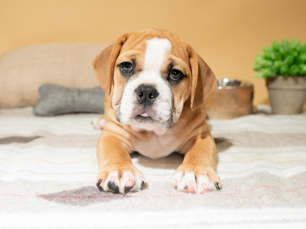 Beabull puppy you'll forever love looking at the camera while sitting a rug.