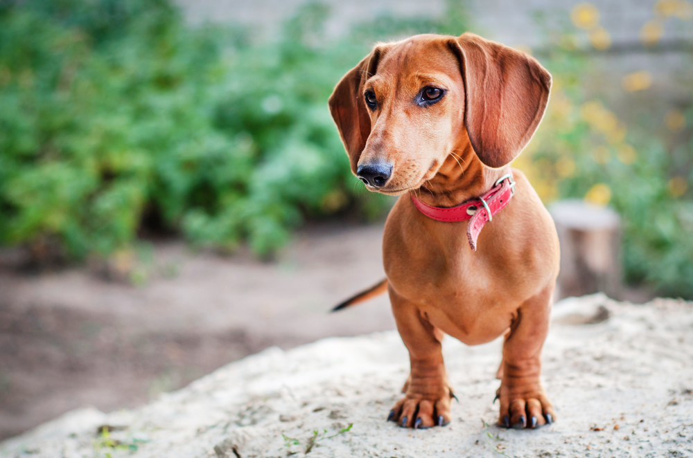 Dachshund puppy standing on a rock. 