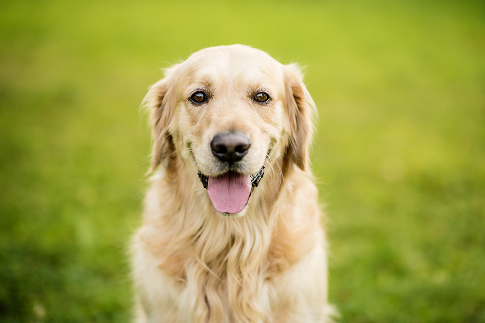 Cute Golden Retriever looking at the camera and posing.