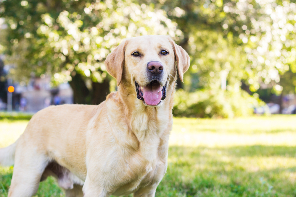 Labrador Retriever dog standing in a park.
