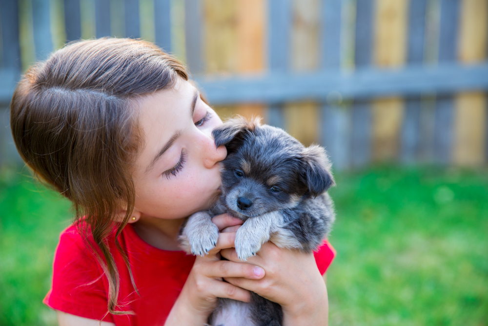 little girl kissing her Chihuahua puppy with a wooden fence background.