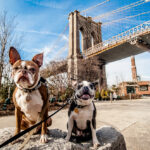 Two French Bulldogs sitting on a rock near the Brooklyn Bridge in New York for vacation.