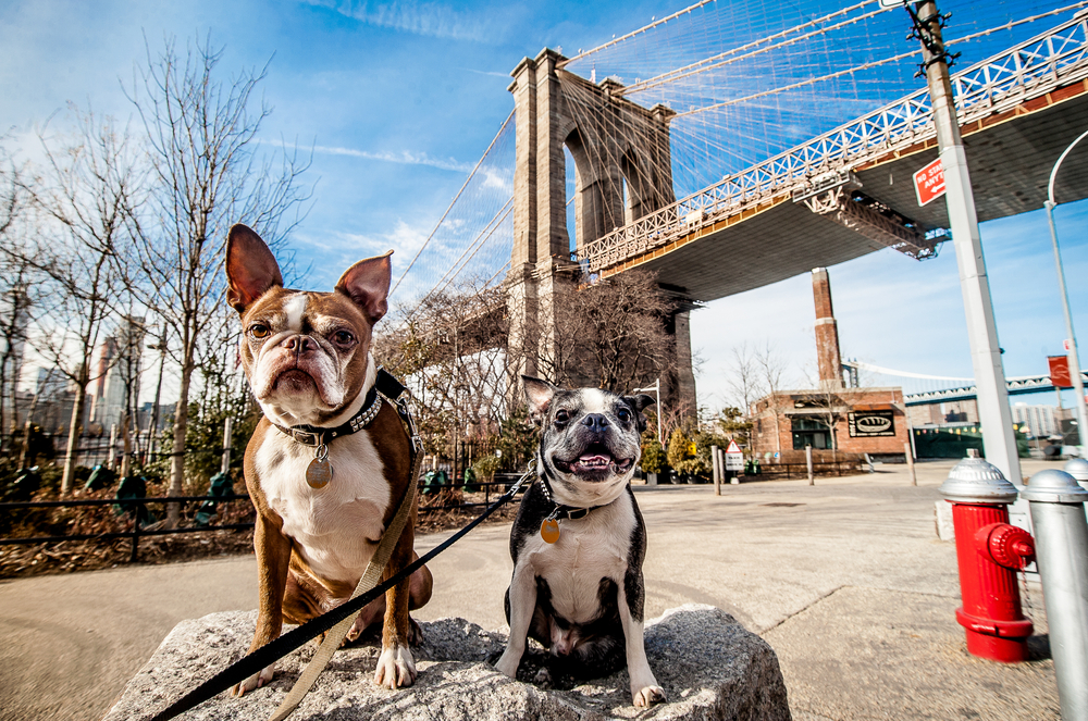 Two French Bulldogs sitting on a rock near the Brooklyn Bridge in New York for vacation.