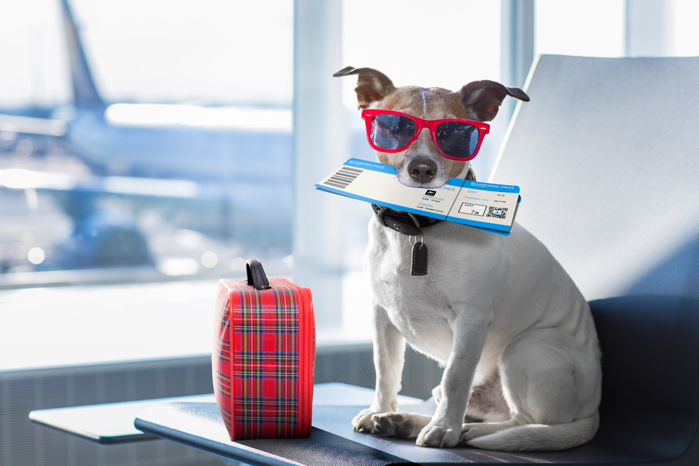 Jack Russell puppy with red sunglasses, plan ticket, and travel bag while sitting on a chair in the airport.