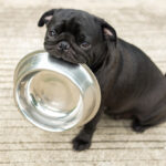 A cute pug dog biting stainless steel dog bowl on the floor.