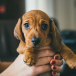 A cute Dachshund puppy is held by its owner.